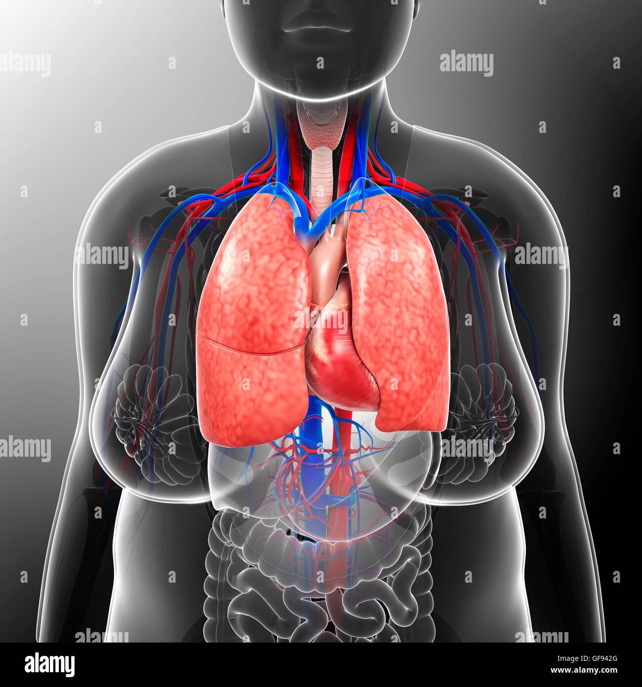 Darstellung der weiblichen Atmungs- und Herz-Kreislauf-Systems. Stockfoto