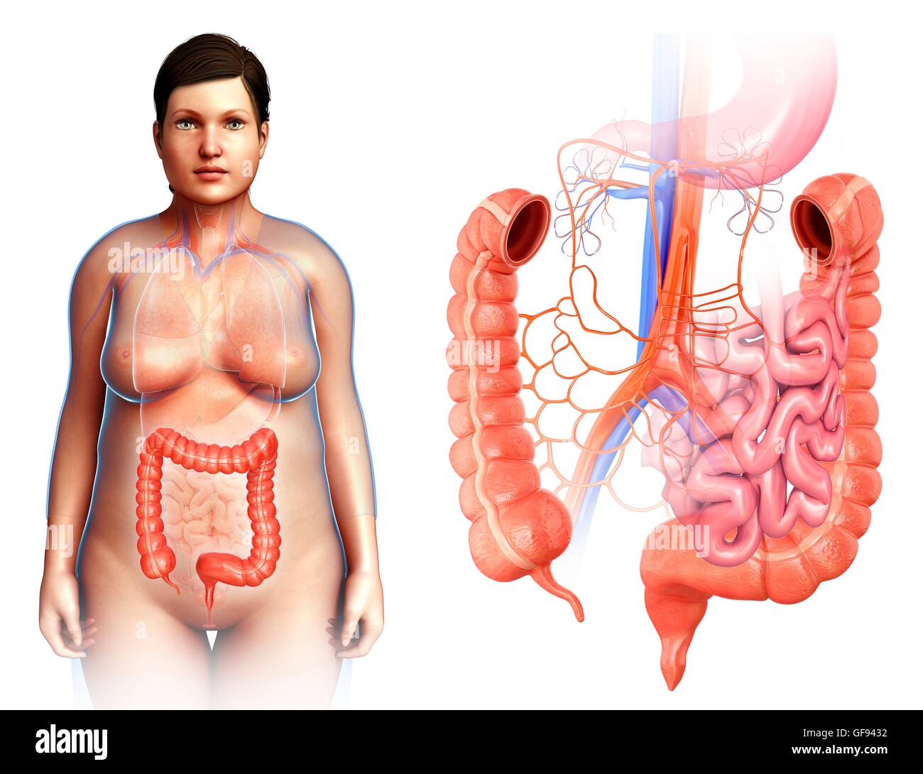 Darstellung der Anatomie der weiblichen Dickdarm. Stockfoto