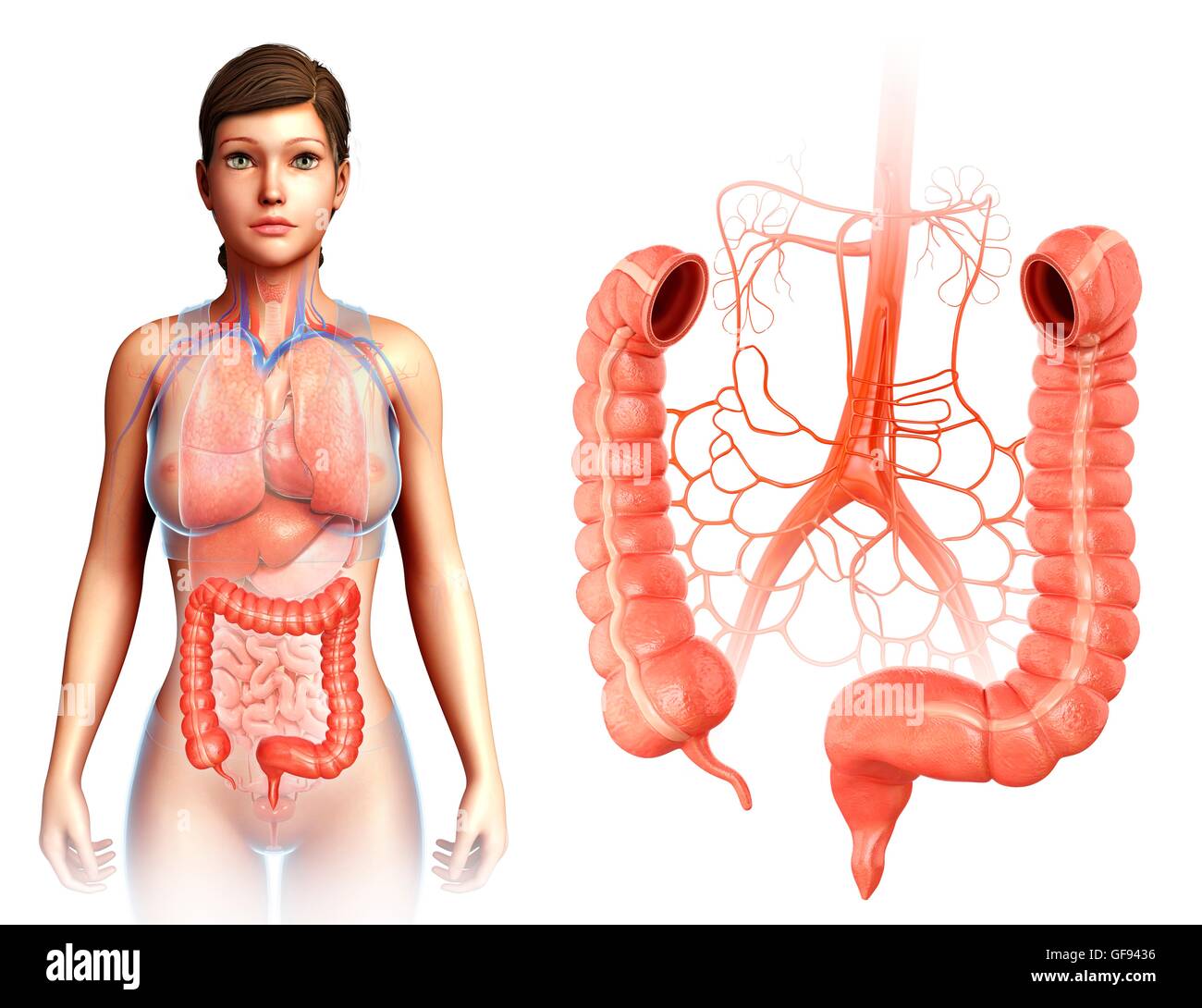 Darstellung der Anatomie der weiblichen Dickdarm. Stockfoto