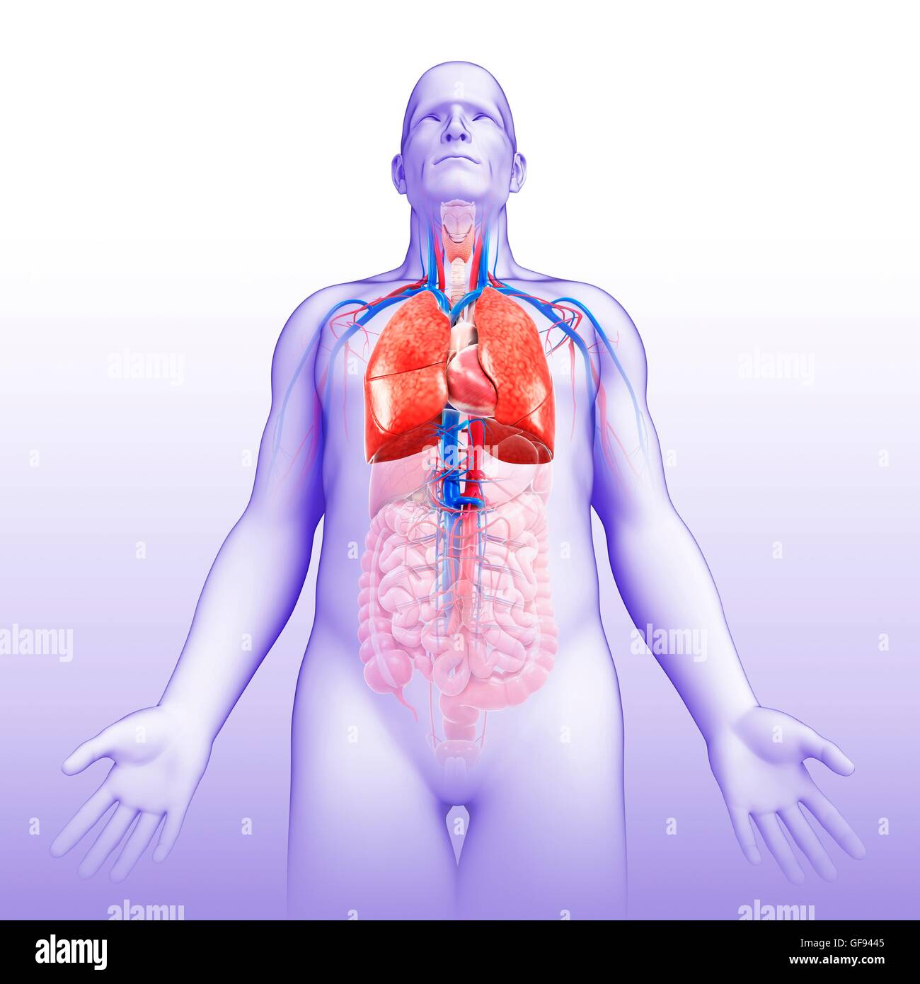Darstellung der männlichen Atmungs- und Herz-Kreislauf-Systems. Stockfoto