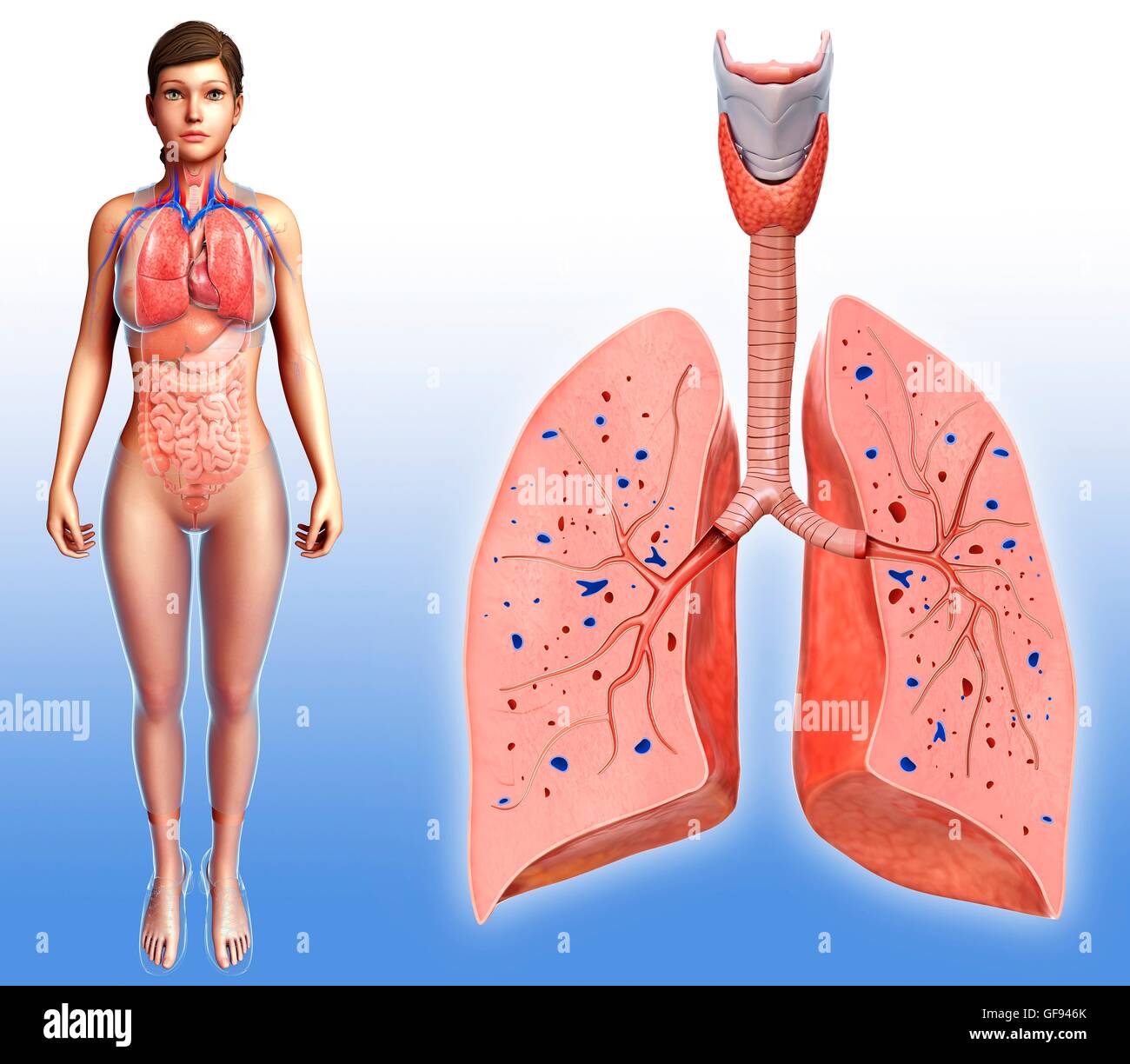 Darstellung der weiblichen Lungen. Stockfoto