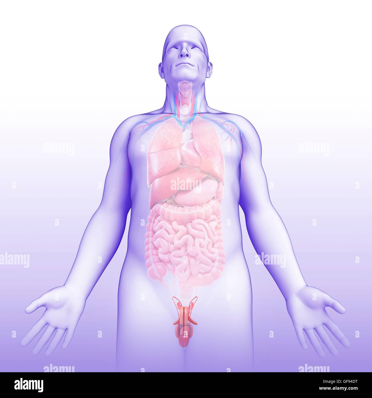 Darstellung der männlichen Geschlechtsorgane. Stockfoto