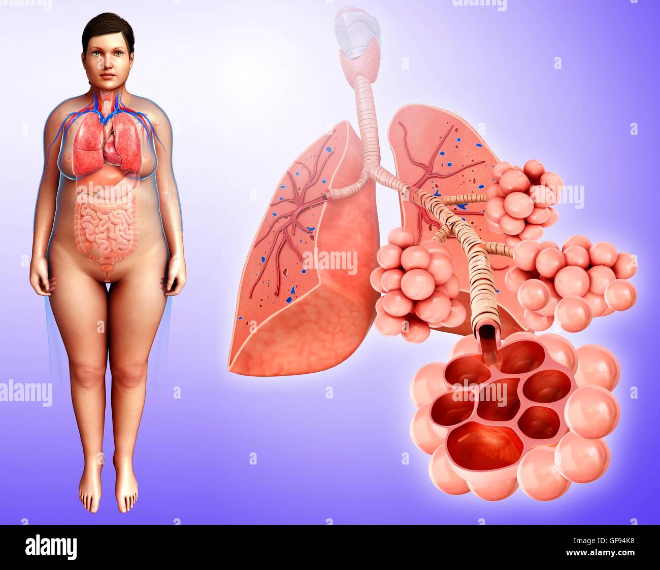 Darstellung der menschlichen Lunge Querschnitt. Stockfoto