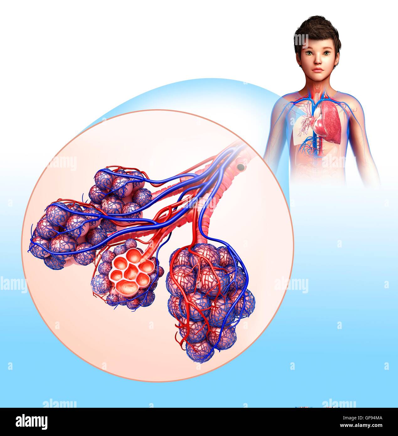 Illustration der Alveolen. Stockfoto