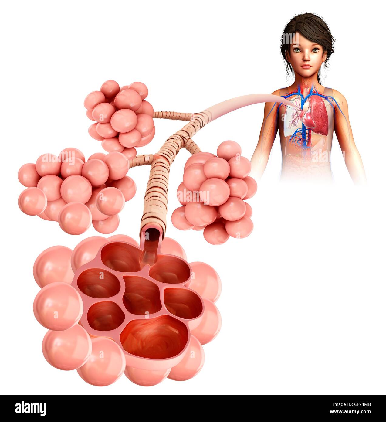 Illustration der Alveolen. Stockfoto