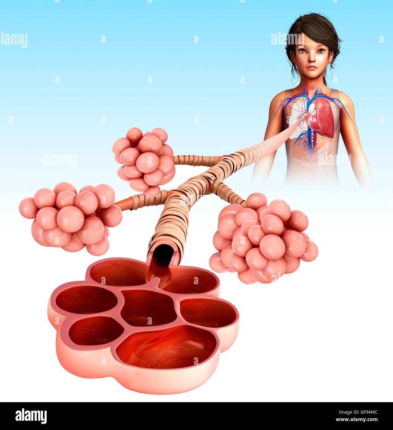 Illustration der Alveolen. Stockfoto