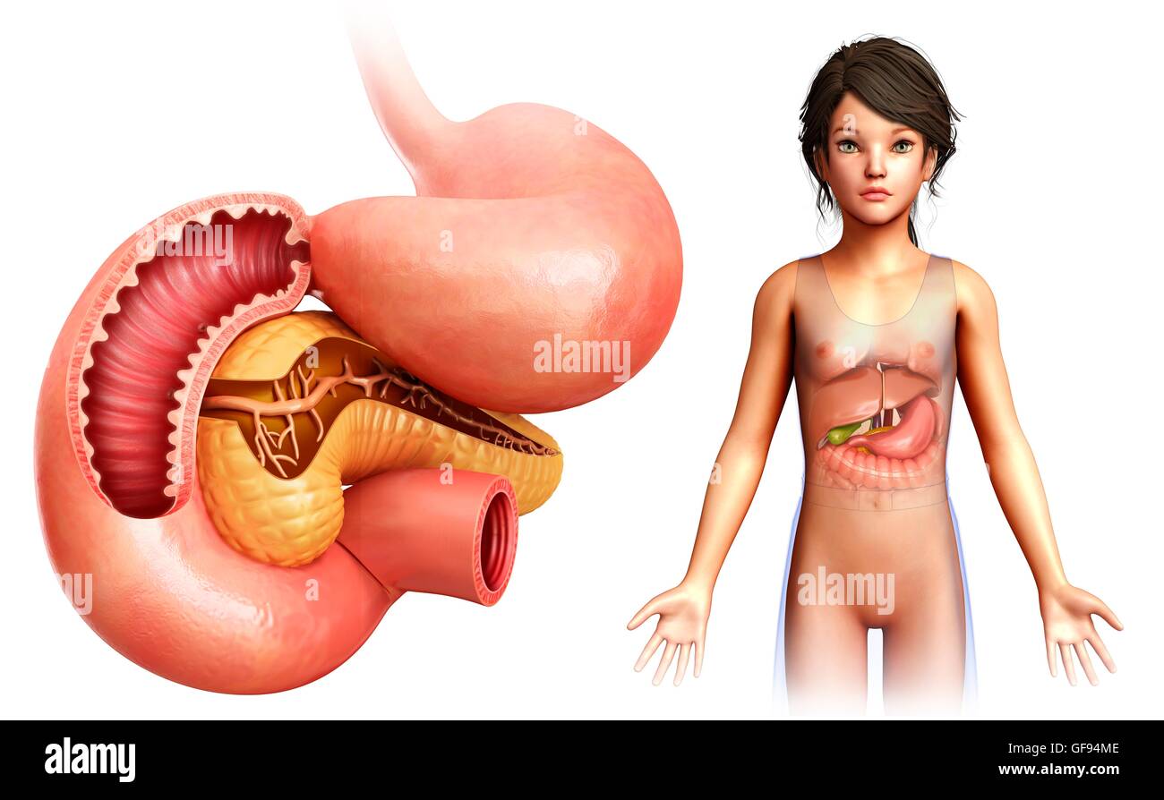 Illustration der Bauchspeicheldrüse mit Dünndarm Querschnitt. Stockfoto