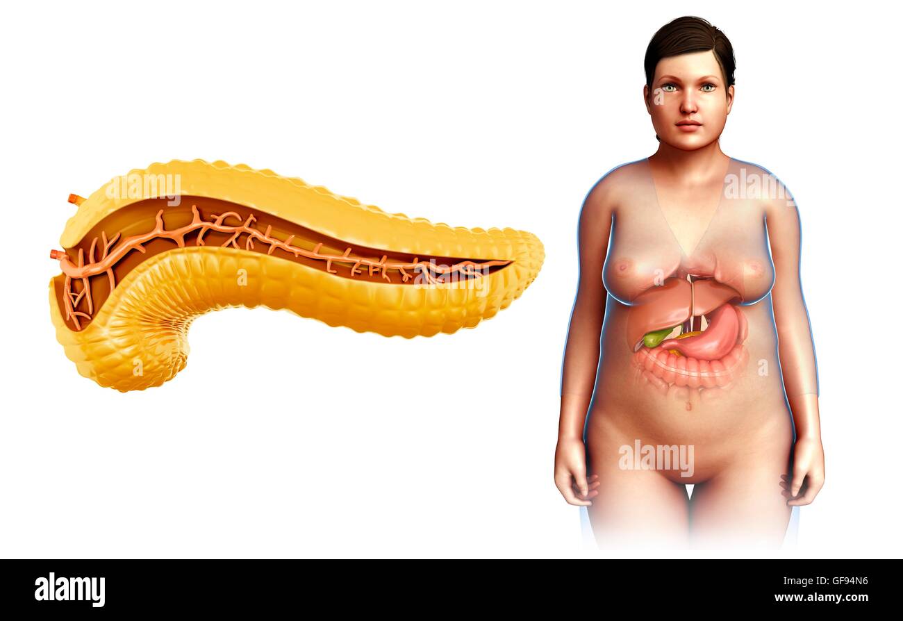 Darstellung der menschlichen Bauchspeicheldrüse Querschnitt. Stockfoto