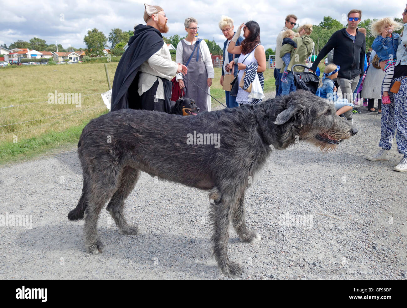 Erwachsenen Irish Wolfhound angeleint mit Menschen im
