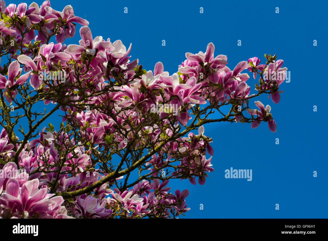 Rosa Magnolia Baum in Blüte Stockfoto