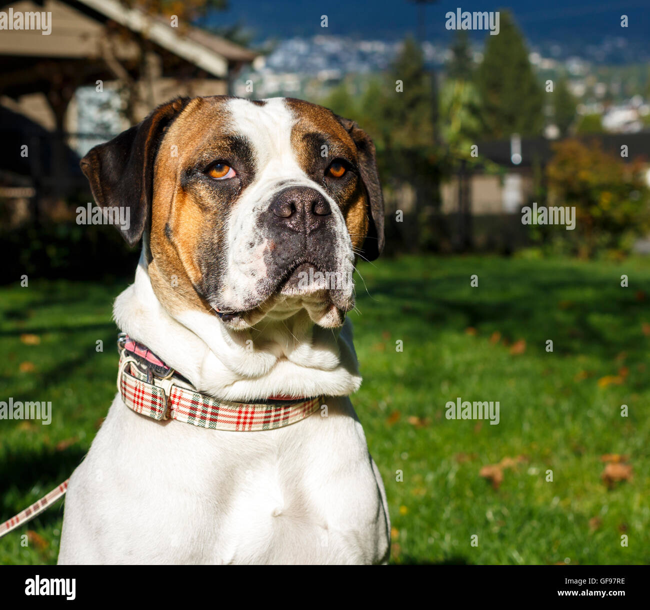 Porträt eines großen Mastif-Hundes Stockfoto