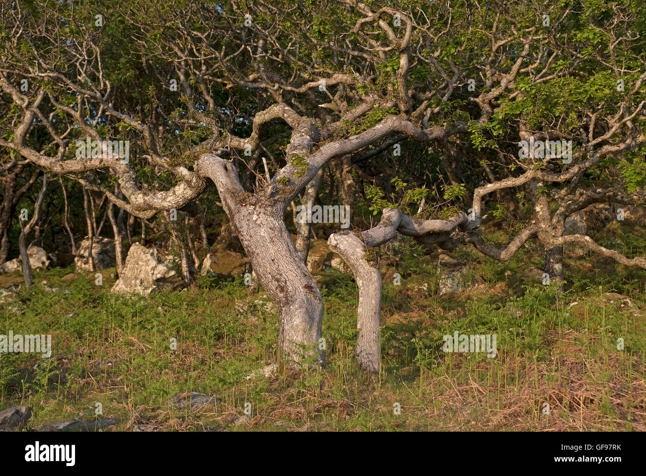 Westlichen sauren Eiche-Birke Wald unter Druck von Rotwild und Wetter extremen Weiden gedeihen. SCO 10.994. Stockfoto