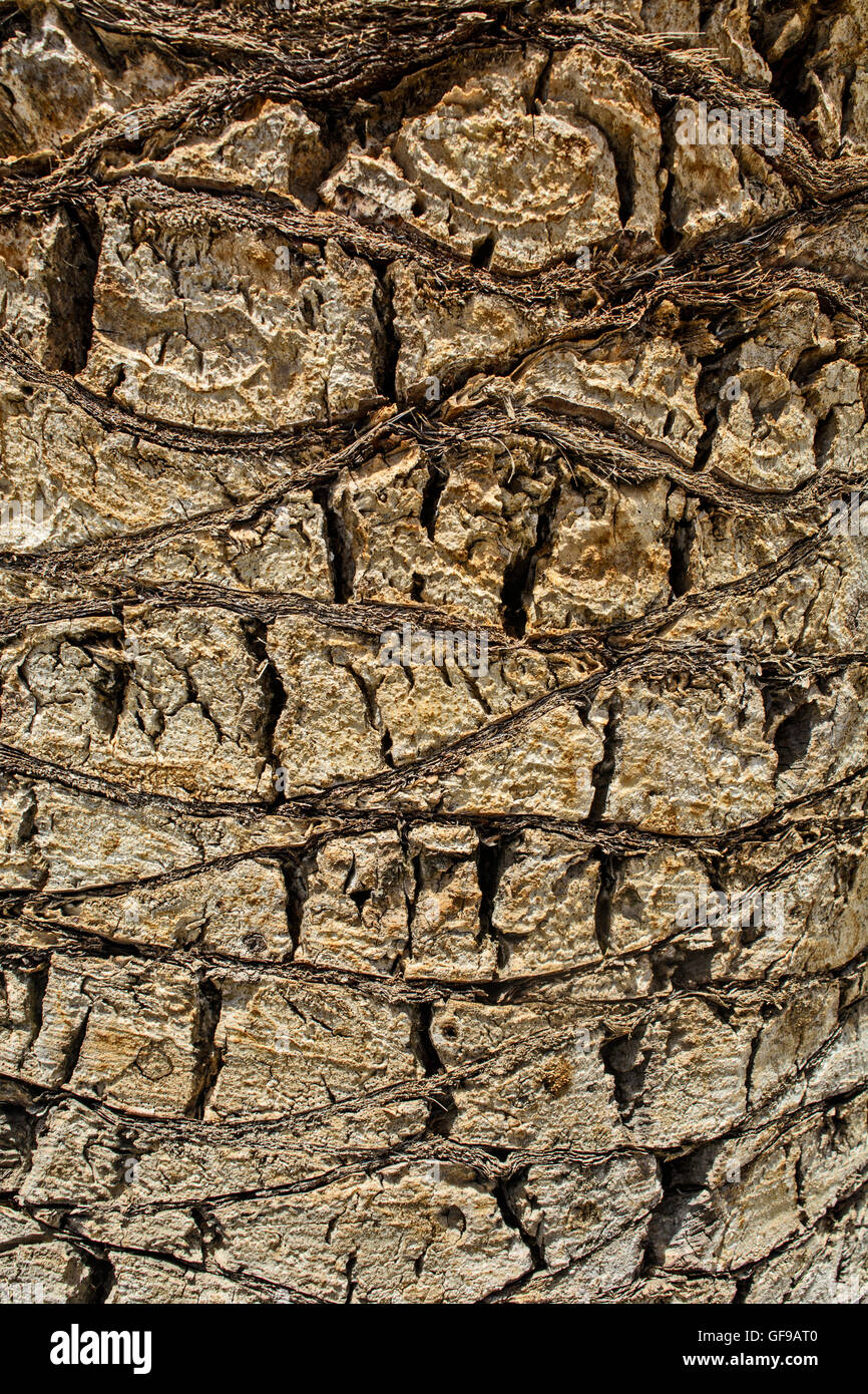 Die Rinde auf altem Holz geschnitzt mit zunehmendem Alter. Stockfoto