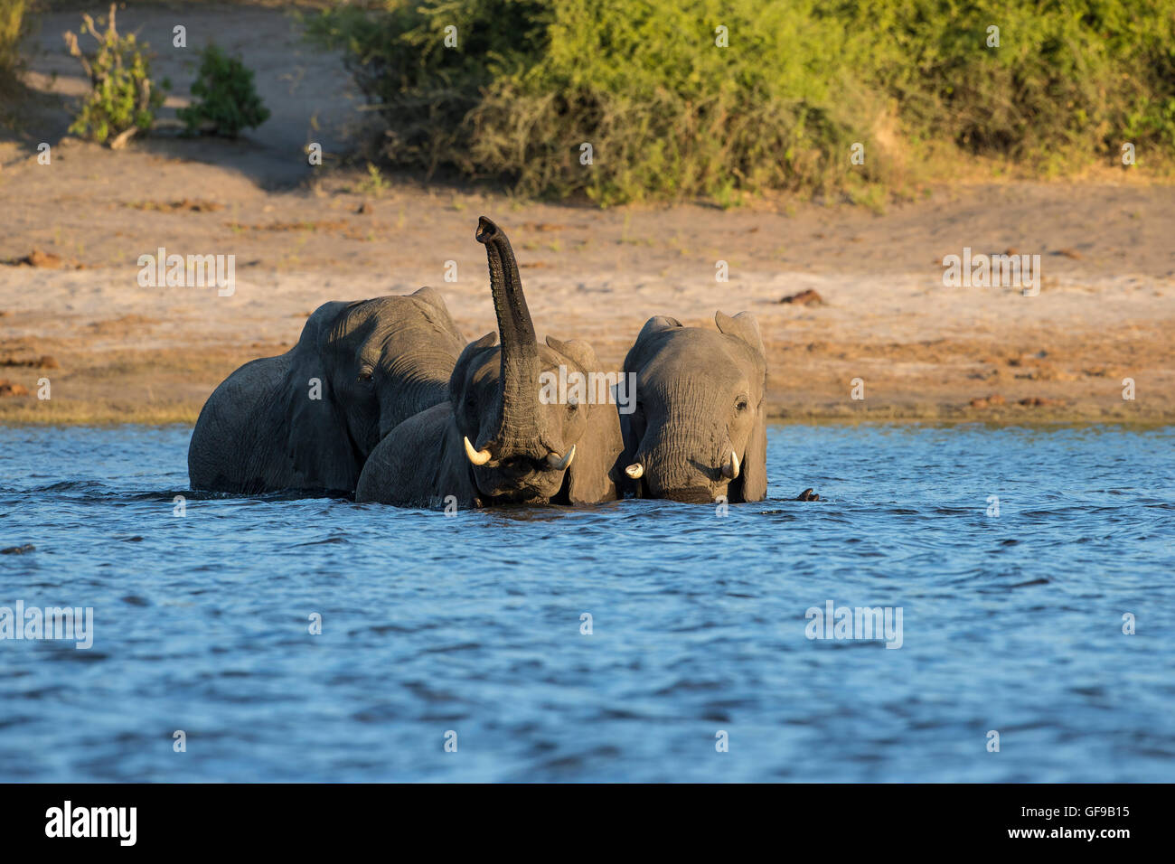 Drei afrikanische Elefanten Loxodonta Africana fording Chobe Fluss in Kasane, Botsuana Stockfoto