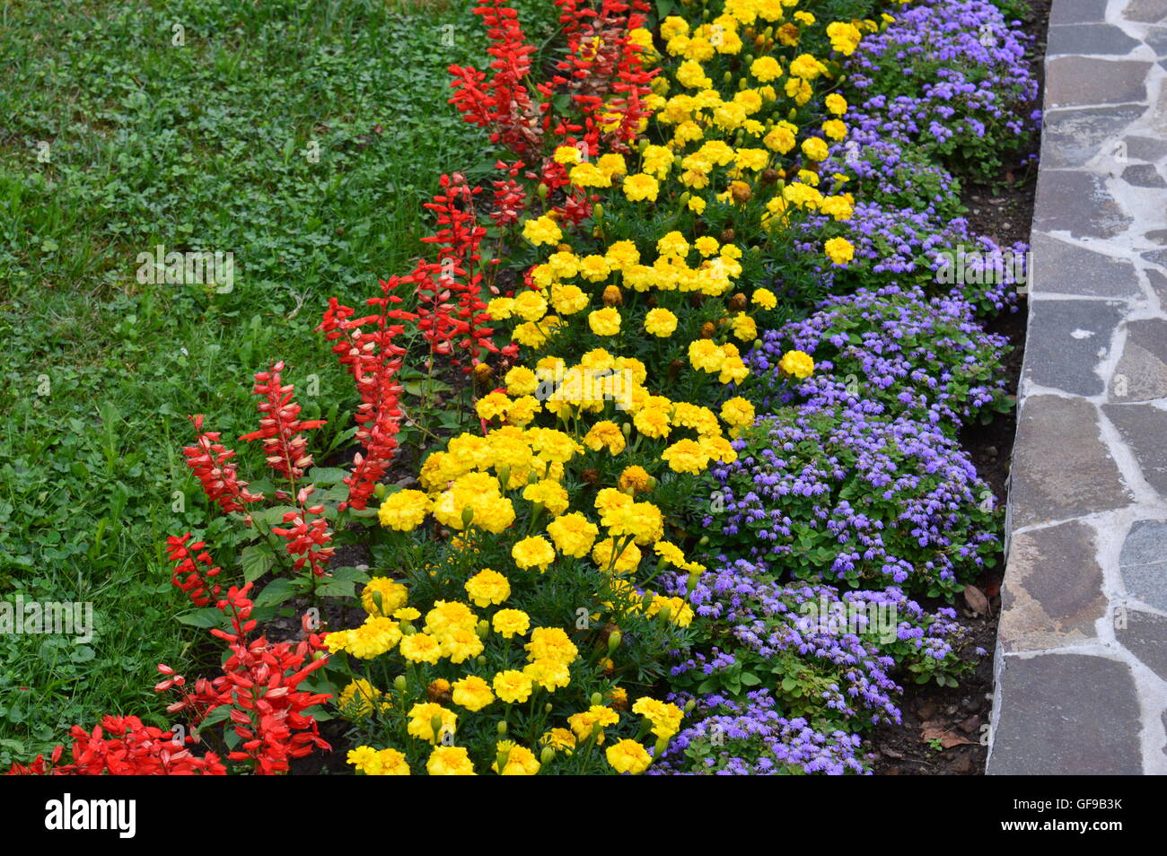 Rumänische Flagge der Blumen gemacht Stockfoto