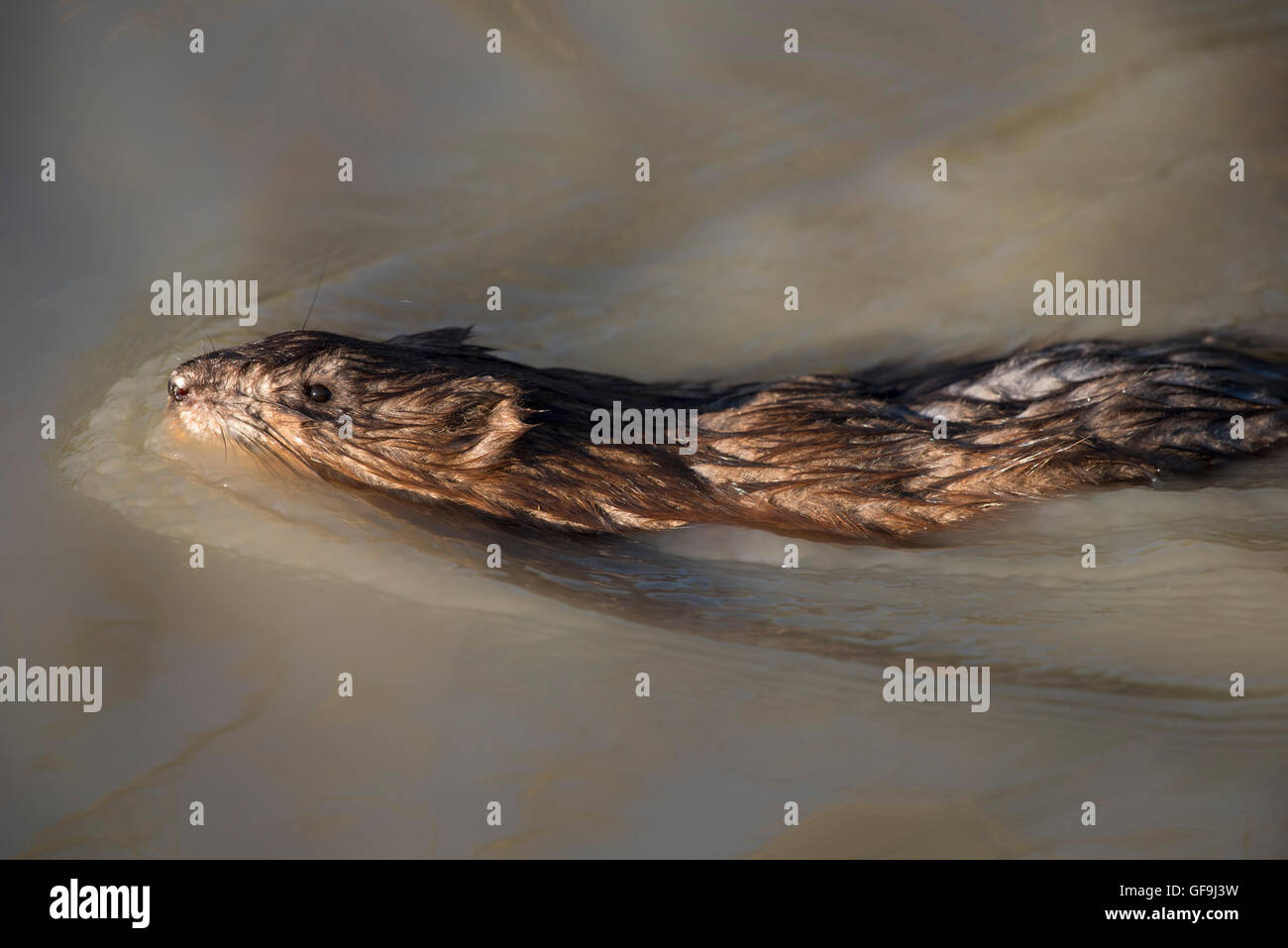 Nutrias auch bekannt als der Fluss Ratte oder Nutria, ist ein großer, Pflanzenfresser, semiaquatic Nagetier Stockfoto