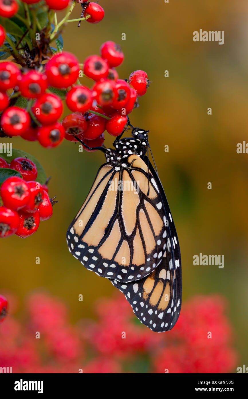 Monarch-Schmetterling; Danaus Plexippus Single auf Beeren UK Stockfoto