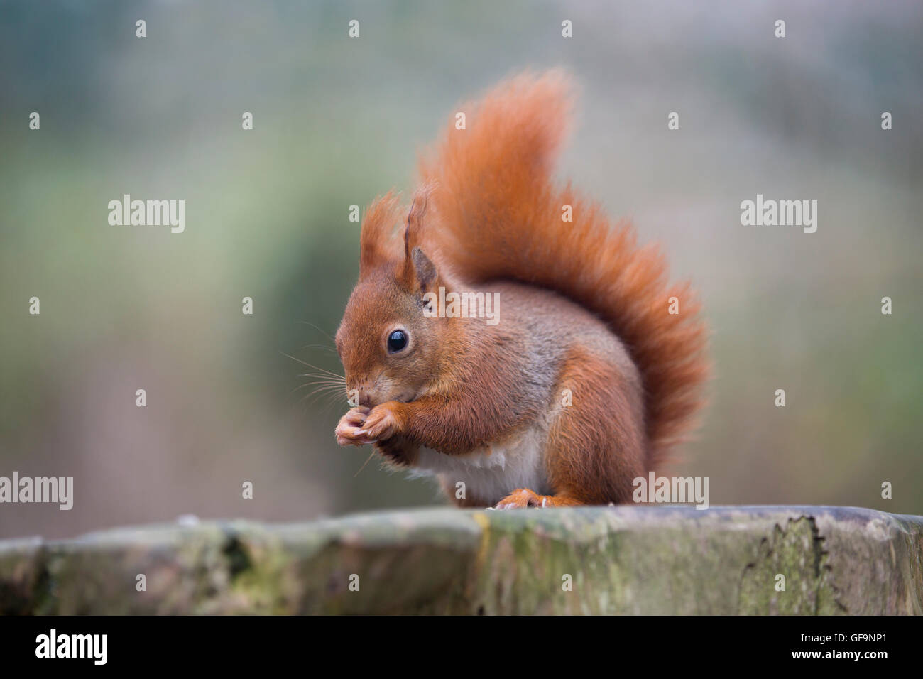 Eichhörnchen; Sciurus Vulgaris einzelne Essen UK Stockfoto