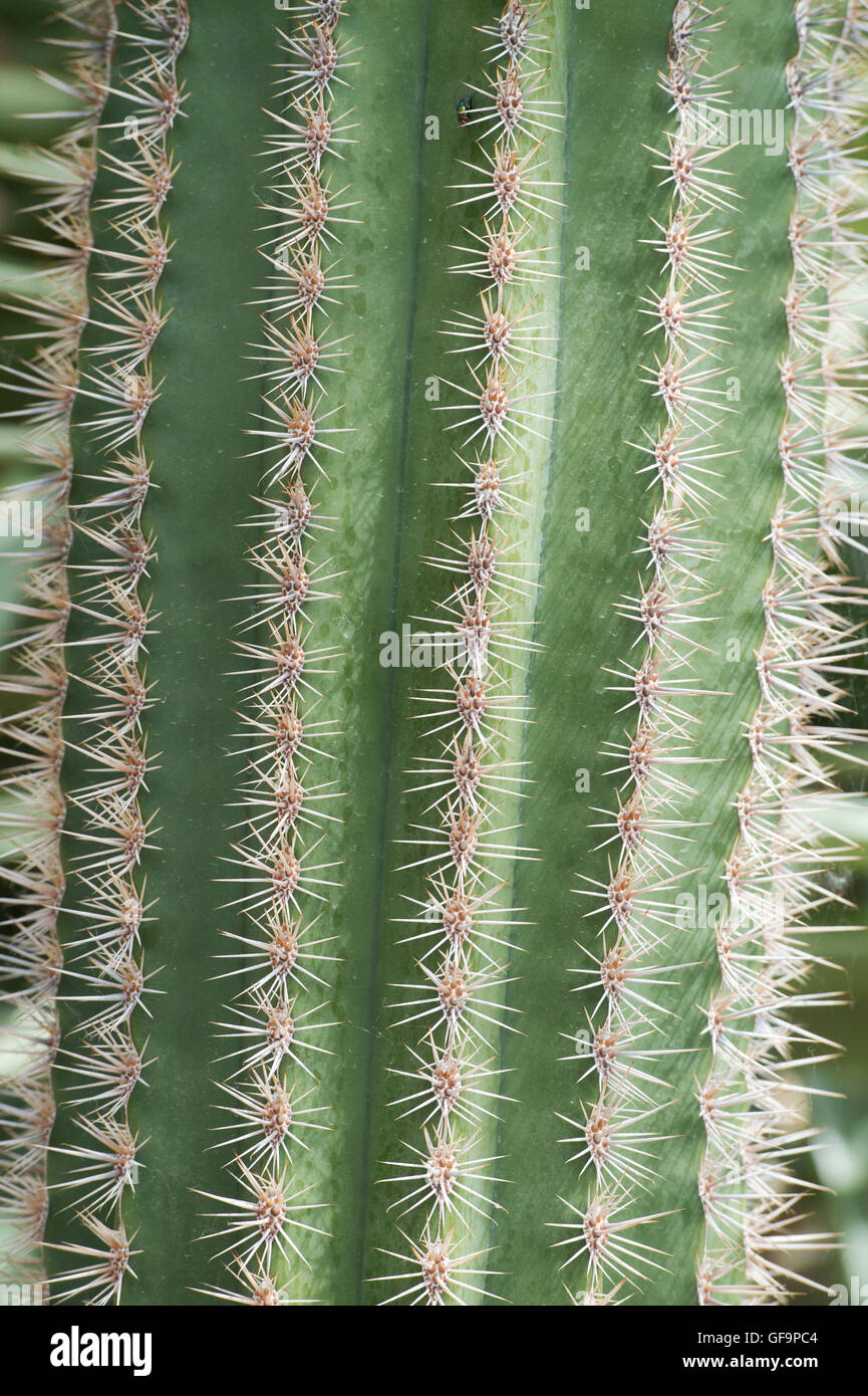 Pachycereus pringlei. Mexikanische Riese cardon oder Elefant Cactus Stockfoto