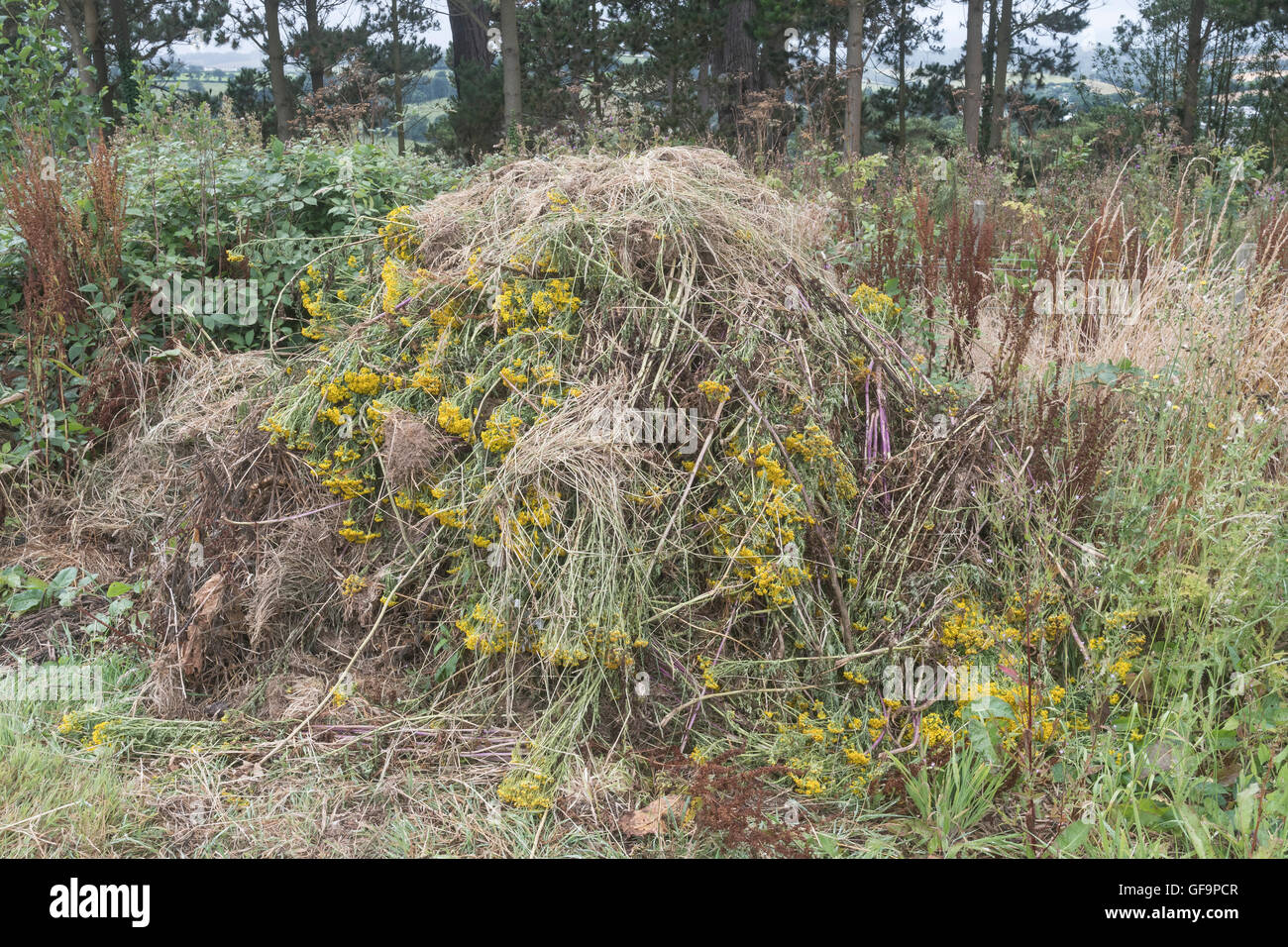 Angehäuft Masse von Gejätet Ragwort/Dactylorhiza maculata = Extensa vulgaris - ein Problem der landwirtschaftlichen Unkraut, auch schädliche zu Pferden. Stockfoto