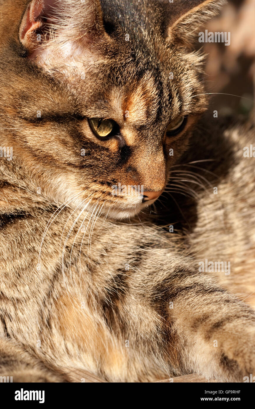 hauskatze-tiger-fotos-und-bildmaterial-in-hoher-aufl-sung-alamy