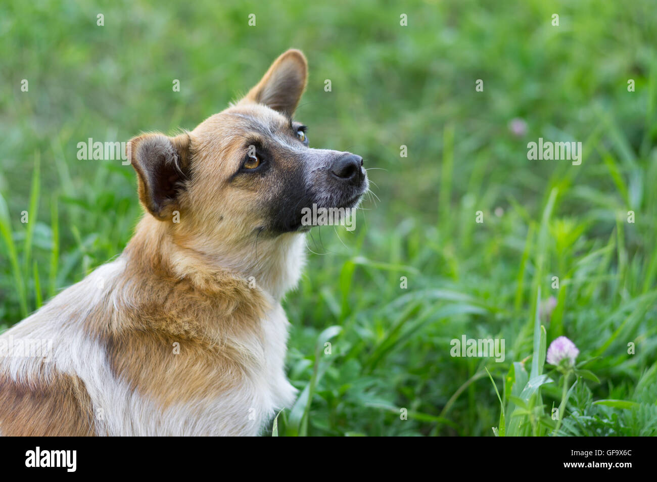 Outdoor Portrait von süßen Mischling neugierig Hund Stockfoto