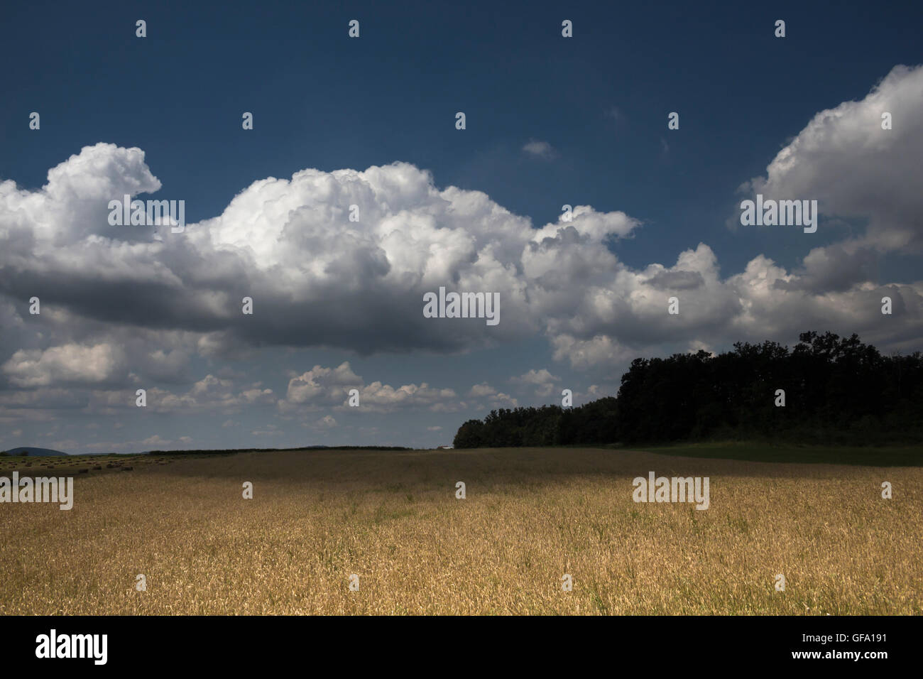 Schöne Sommerlandschaft mit goldener Weizen Feld und Cumulus Wolke am Himmel oben Stockfoto