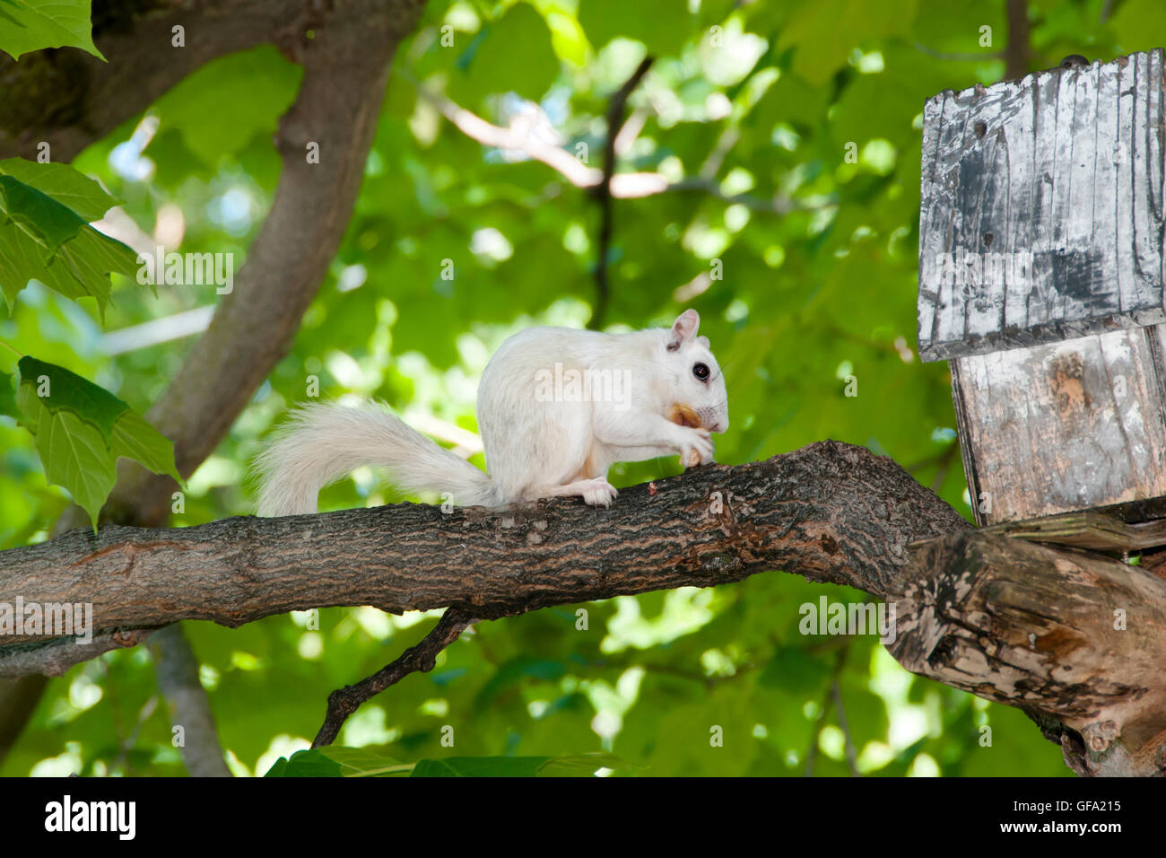 Albino-Eichhörnchen Stockfoto