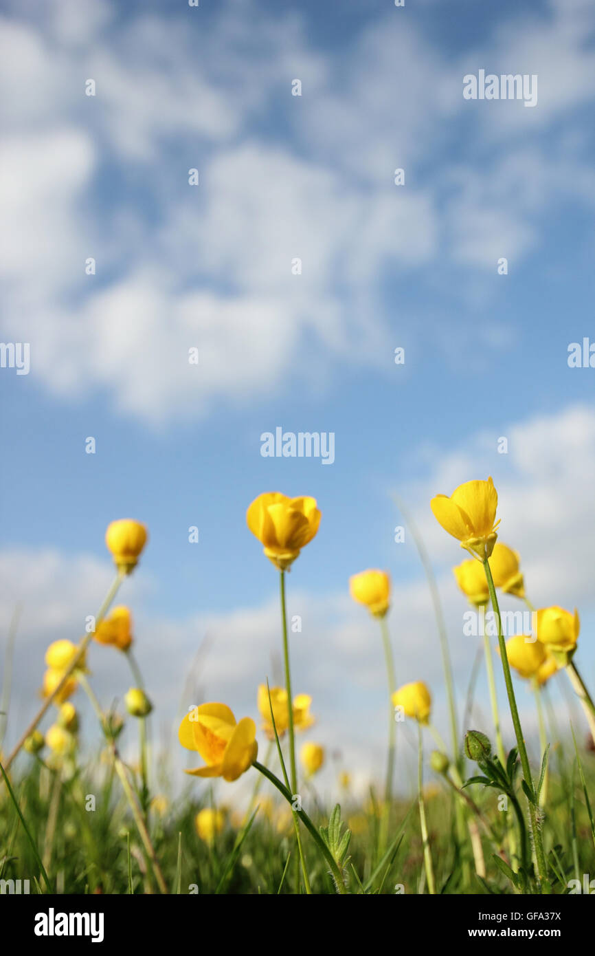 Wiese Hahnenfuß wächst auf einer hochgelegenen Wiese im Peak District, Derbyshire England UK - Juni Stockfoto