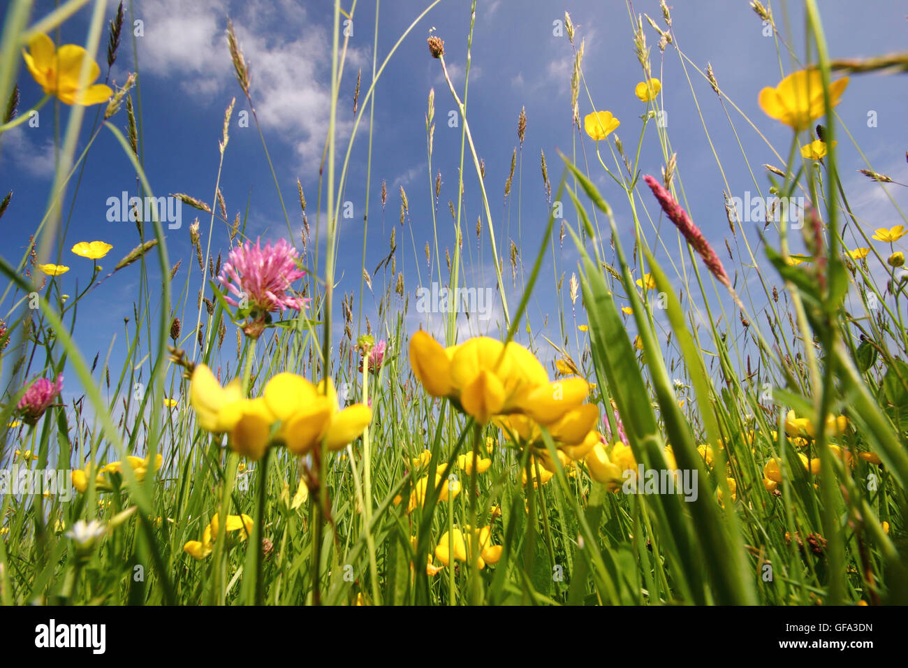 Reich, ungestörten Heu Wildblumenwiesen im Wye Valley, Monmouthshire an einem warmen Sommertag - Juni 2016 Stockfoto