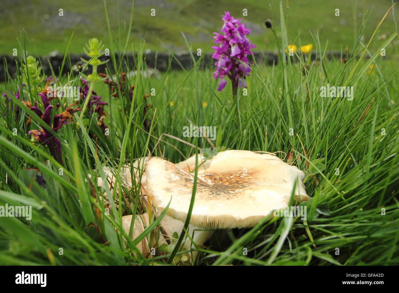 St George Pilz (Calocybe Gambosa) wächst durch eine frühe lila Orchidee in ungestörten Grünland, Peak District, England UK Stockfoto