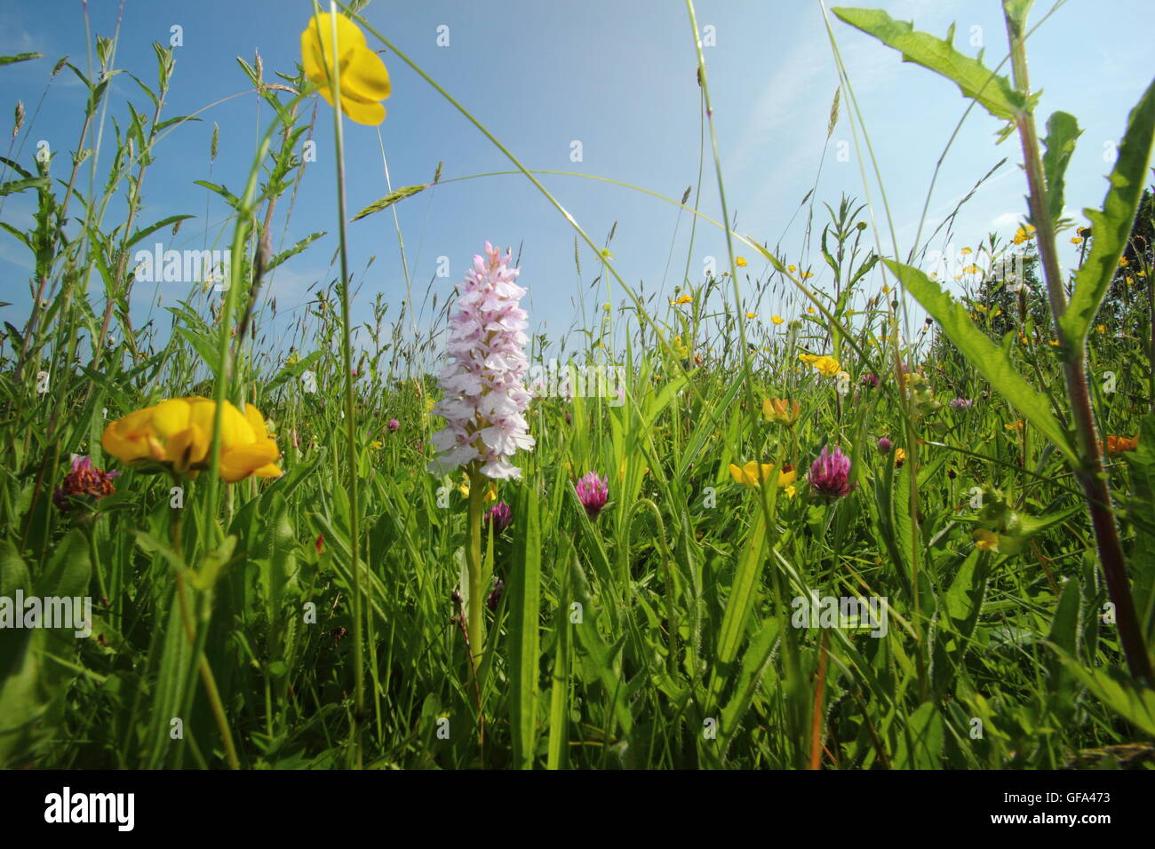 Reich, ungestörten Heu Wildblumenwiesen im Wye Valley, Monmouthshire an einem warmen Sommertag - Juni 2016 Stockfoto