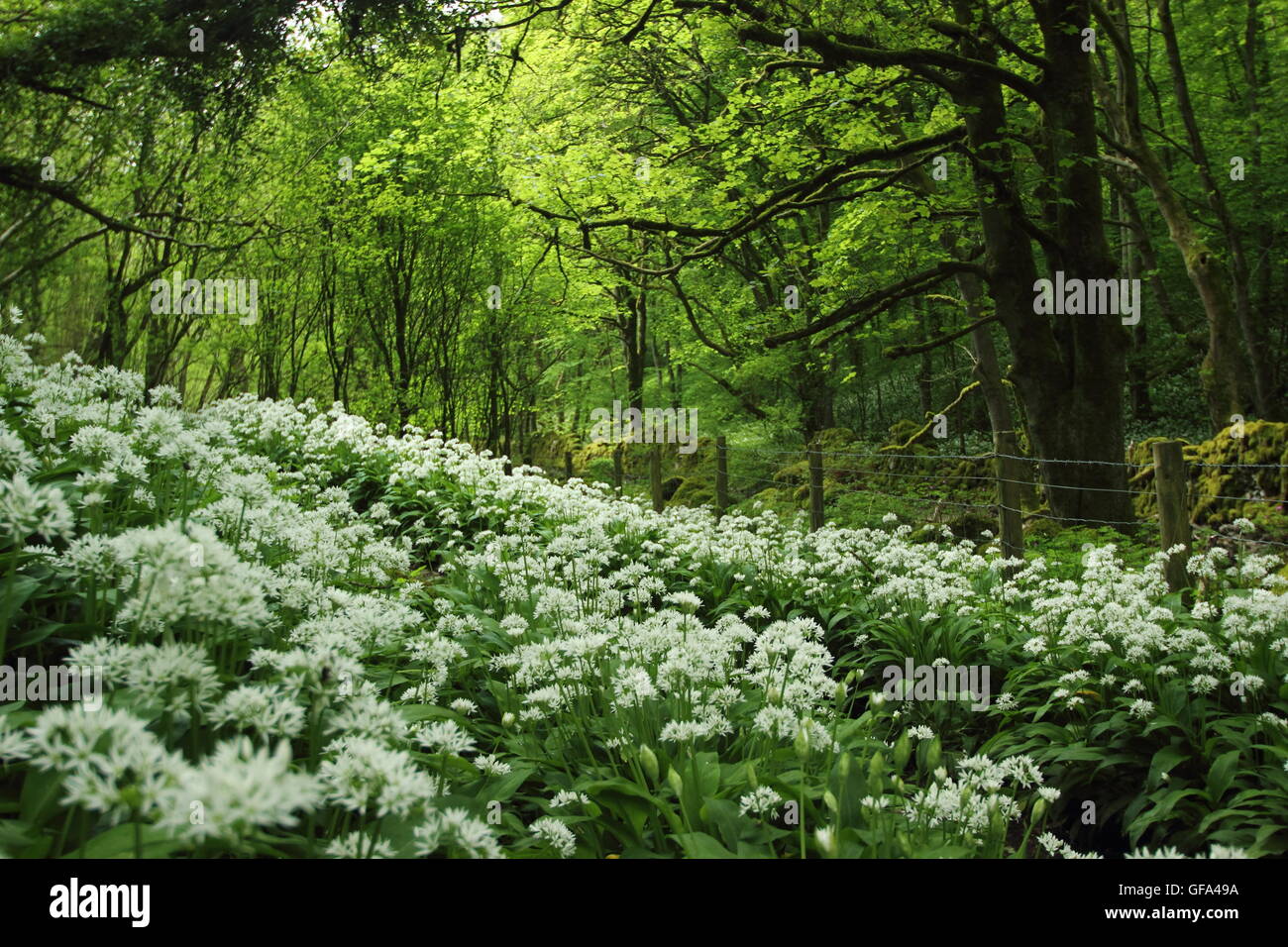 Reichlich Bärlauch (Allium Ursinum) Blumen durch einen öffentlichen Fußweg durch den schattigen Wald im Peak District, England UK-kann Stockfoto