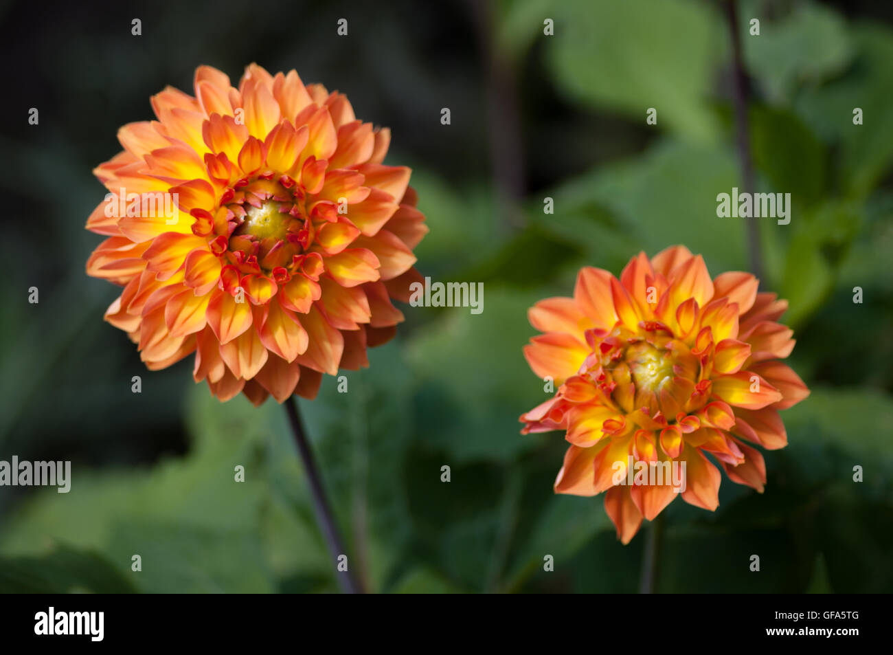 Zwei orange Four Queens Fimbriata Dahlia Blumen wachsen im Garten. Stockfoto