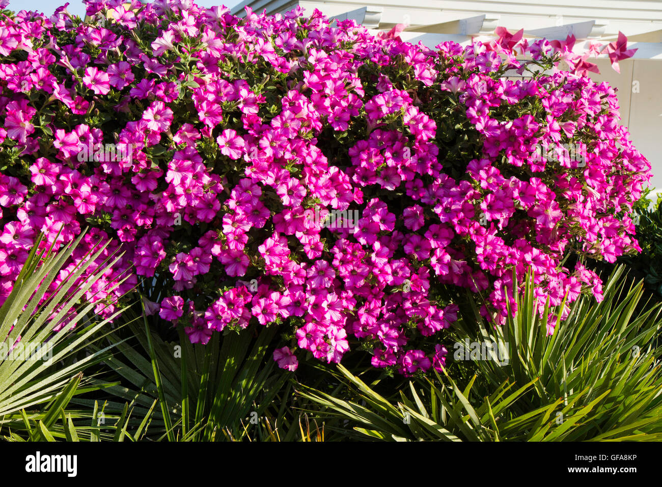 Hintergrund von Fucsia Blumen Campanula oder Glockenblume genannt Stockfoto