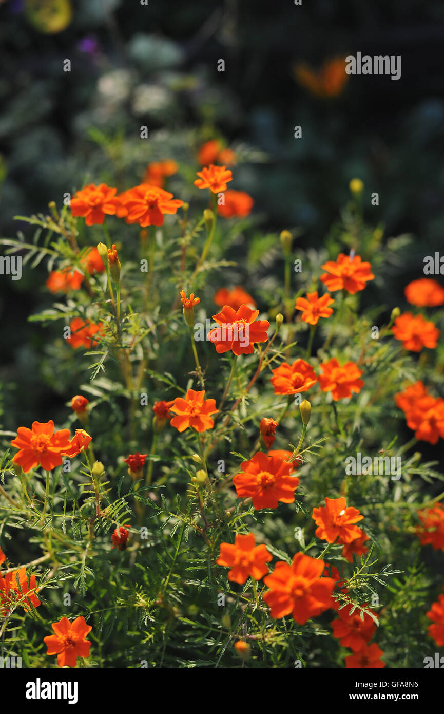 Gartenblüten und Blumen. Nahaufnahme von Tagetes tenuifolia Stockfoto