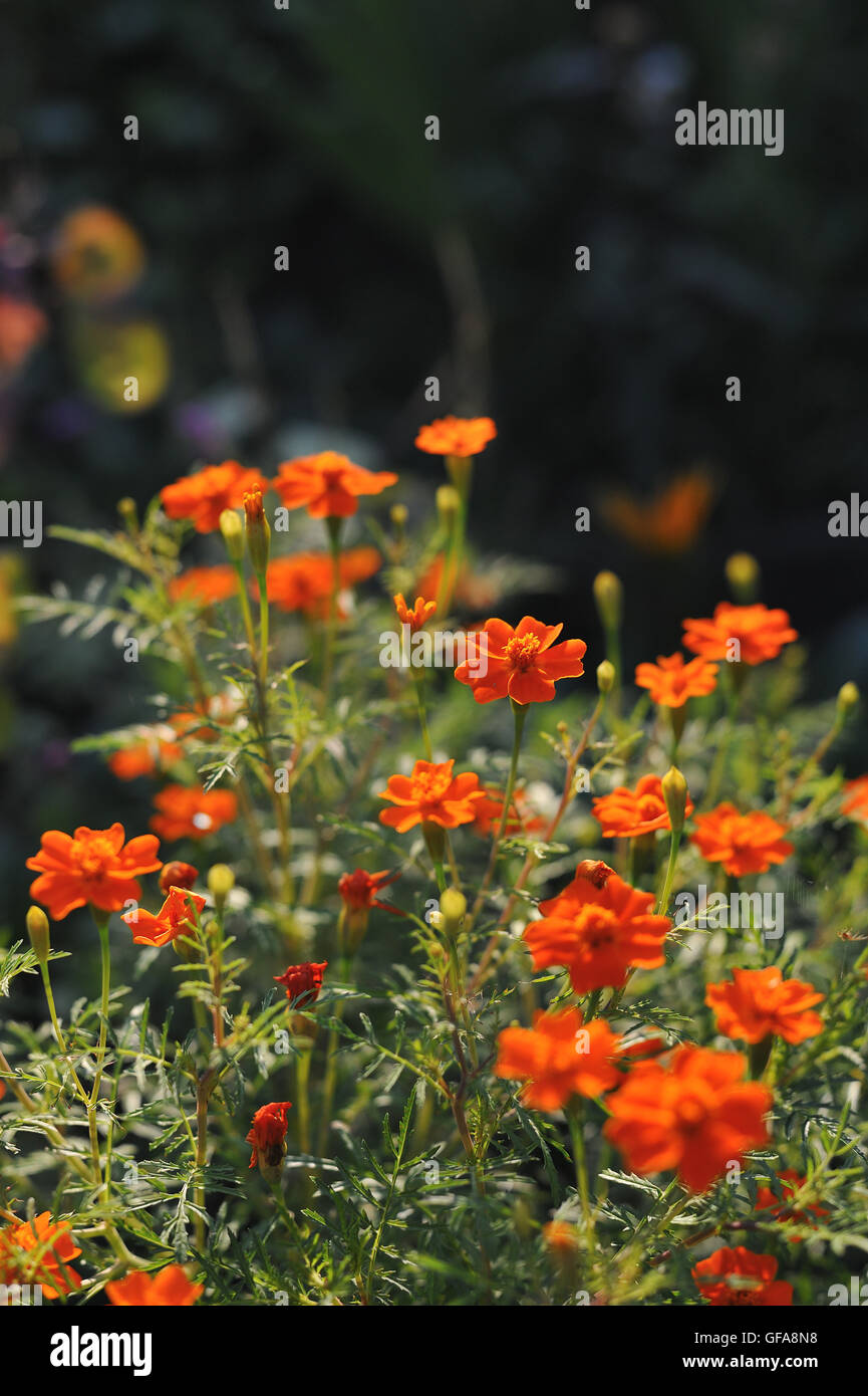 Gartenblüten und Blumen. Nahaufnahme von Tagetes tenuifolia Stockfoto