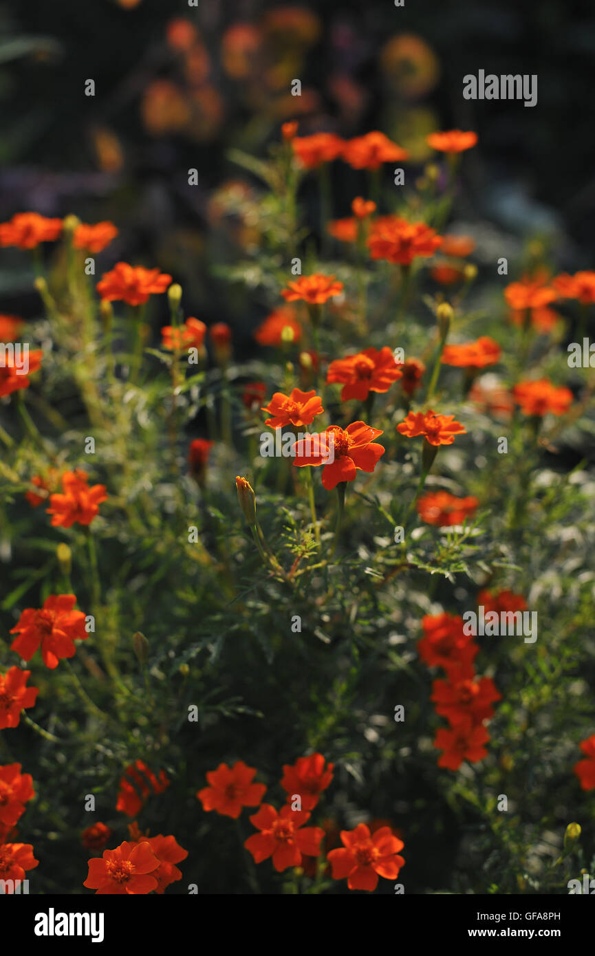 Gartenblüten und Blumen. Nahaufnahme von Tagetes tenuifolia Stockfoto