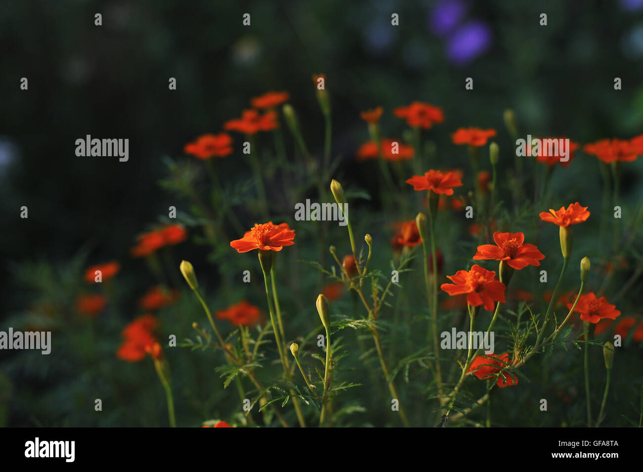 Gartenblüten und Blumen. Nahaufnahme von Tagetes tenuifolia Stockfoto