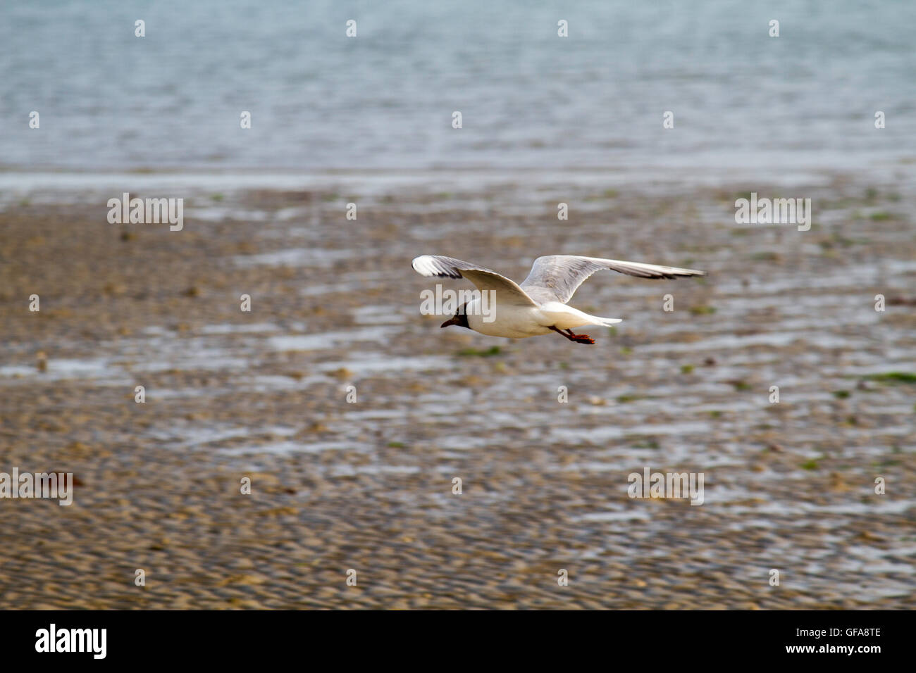 Fliegen eine Möwe auf dem Strand Hintergrund isoliert. Stockfoto