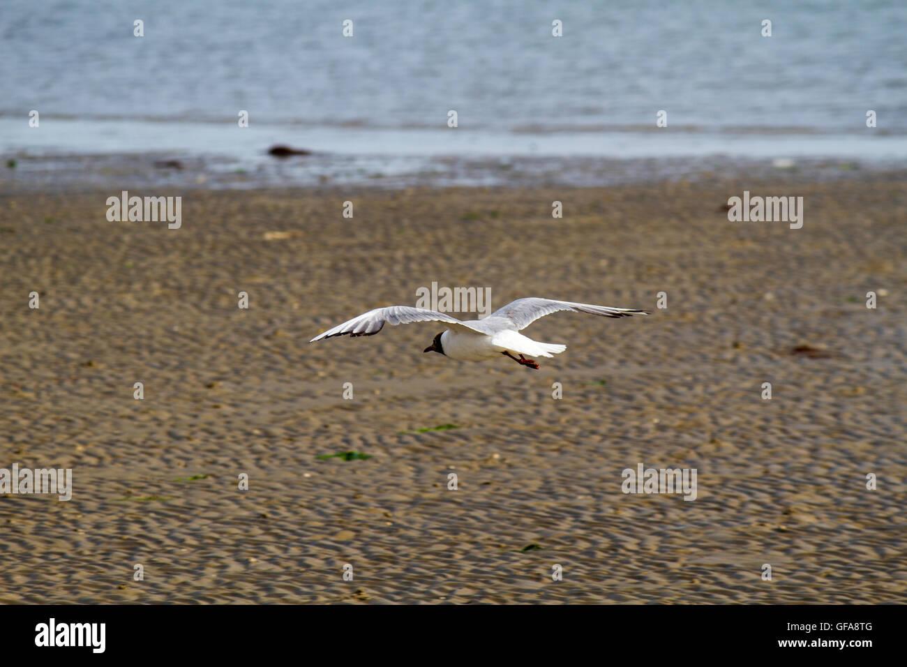Fliegen eine Möwe auf dem Strand Hintergrund isoliert. Stockfoto