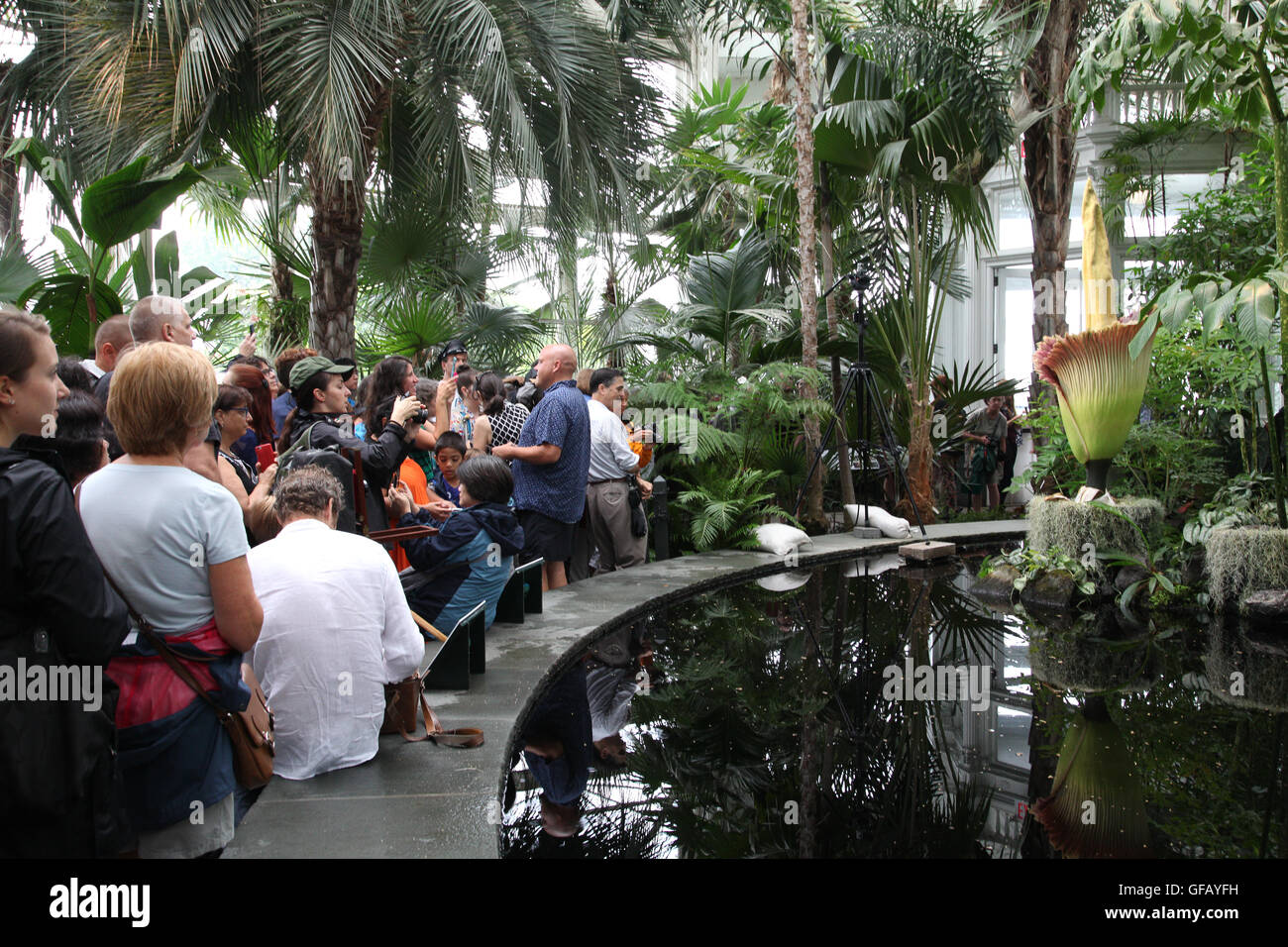 Bronx, NY, USA. 29. Juli 2016. Menschenmassen kommen zu sehen, dass die Leiche Blume auf dem Display in der New York Botanical Garden Haupt Konservatorium während seiner kurzen Blüte Zyklus ist. Wanda Lotus/Alamy Live-Nachrichten Stockfoto