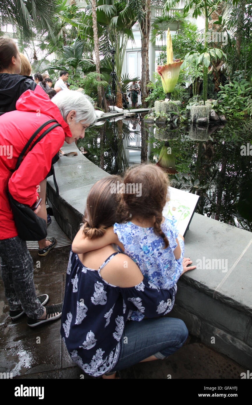 Bronx, NY, USA. 29. Juli 2016. Menschenmassen kommen zu sehen, dass die Leiche Blume auf dem Display in der New York Botanical Garden Haupt Konservatorium während seiner kurzen Blüte Zyklus ist.  Wanda Lotus/Alamy Live-Nachrichten Stockfoto