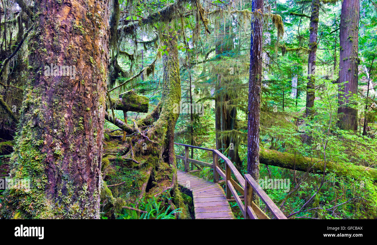 Holzsteg durch Regenwald im Pacific Rim National Park in der Nähe von Tofino, Vancouver Island, Kanada Stockfoto