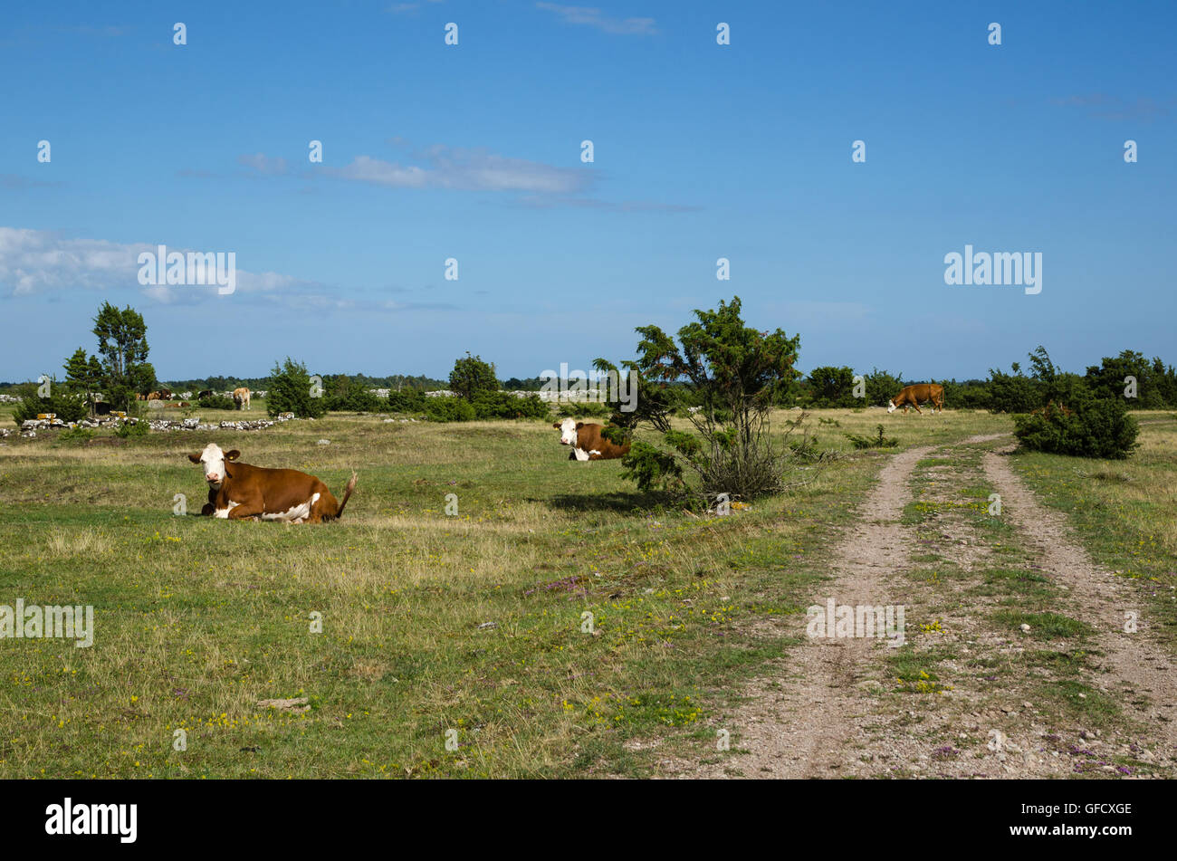 Ruhenden Vieh von einem Feldweg in die Welterbe - The agrarischen Landschaft des südlichen Öland - eine einzigartige Grünland in Schweden Stockfoto