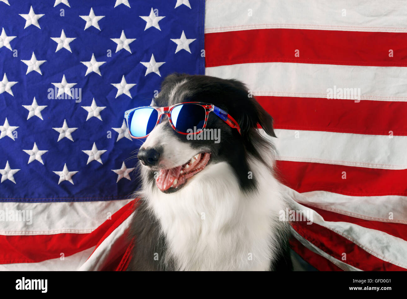 Wunderschöne Border-Collie vor einer USA-Flagge mit Sonnenbrille Stockfoto