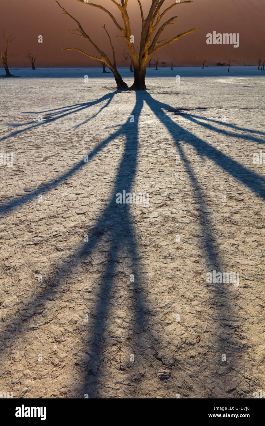 Deadvlei ist eine weiße Lehmpfanne befindet sich in der Nähe der berühmteren Salz Pfanne des Sossusvlei im Namib-Naukluft Park in Namibia. Stockfoto