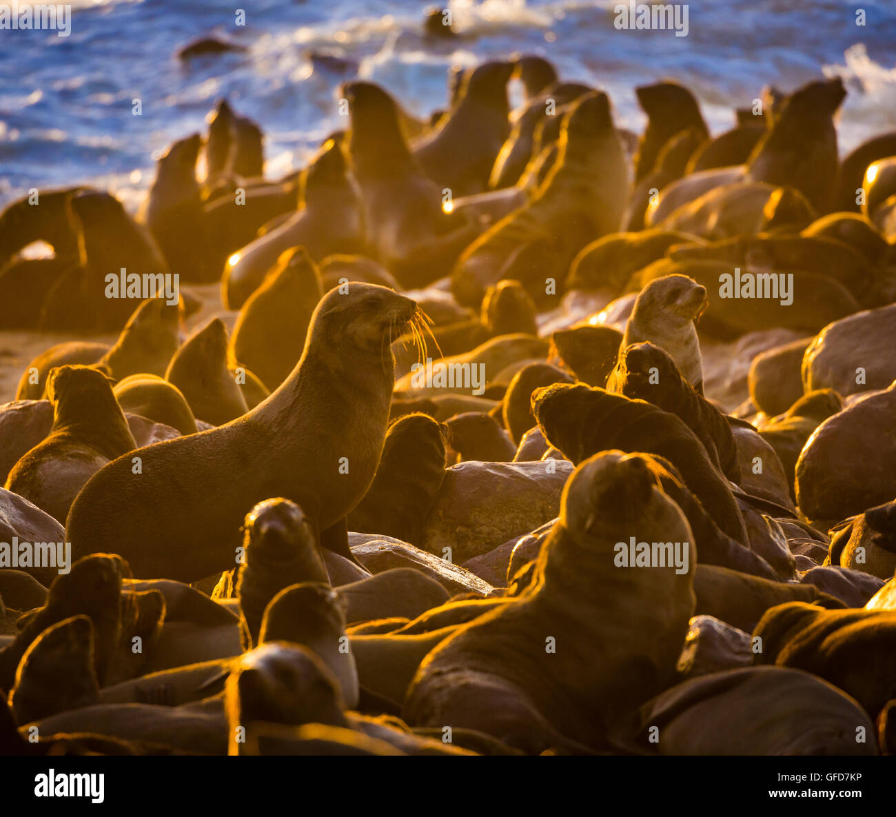 Robbenkolonie in der Nähe von Cape Cross in Namibia, Afrika Stockfoto