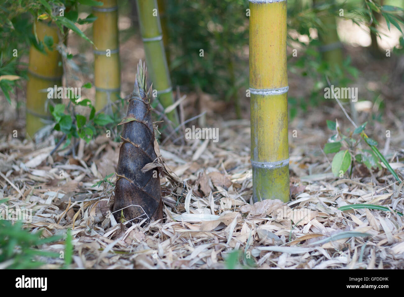 Die Bambussprossen ragt in Bambus-Wald. Stockfoto