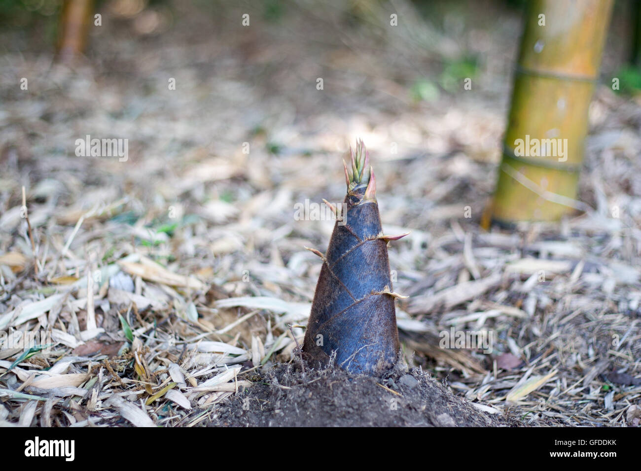 Die Bambussprossen ragt in Bambus-Wald. Stockfoto